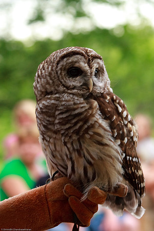Barred Owl