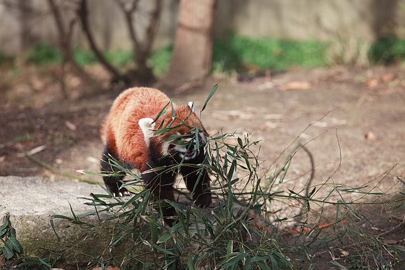 Red Panda