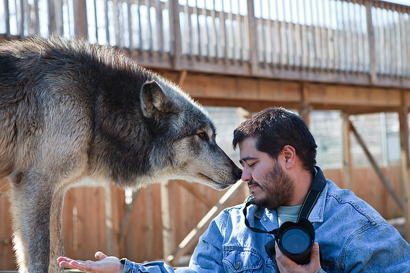 David with the wolves
