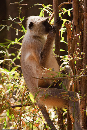 Gray Langur