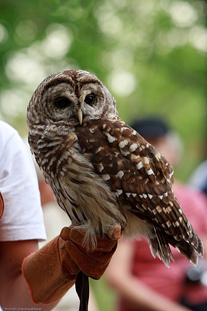 Barred Owl