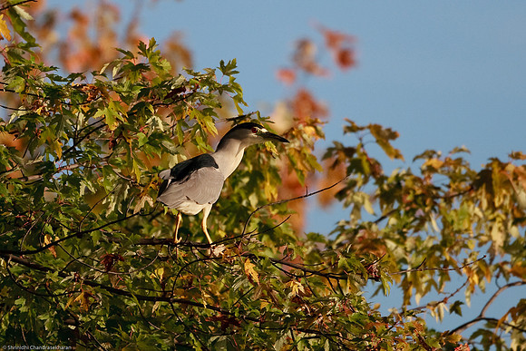 Black Crowned Night Heron
