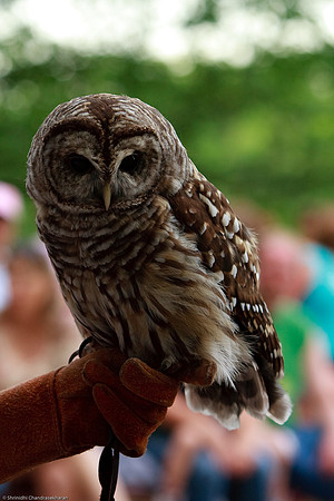 Barred Owl
