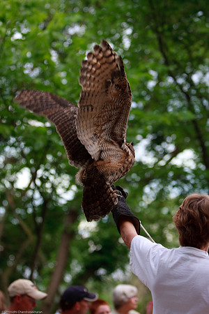 Great Horned Owl