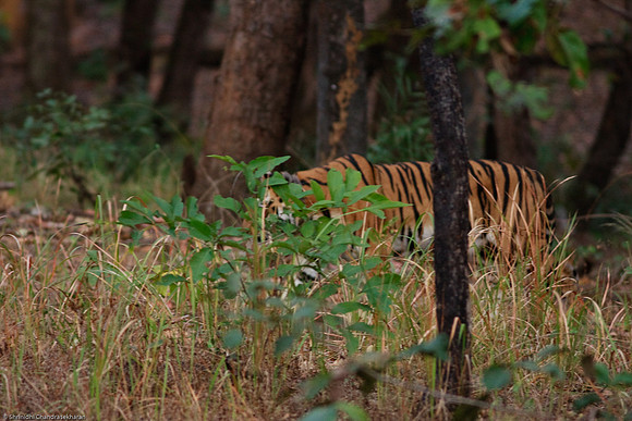 Royal Bengal Tiger
