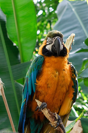 Blue and Gold Macaw
