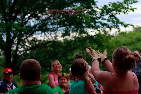 Eastern Screech Owl
