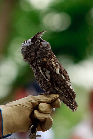 Eastern Screech Owl