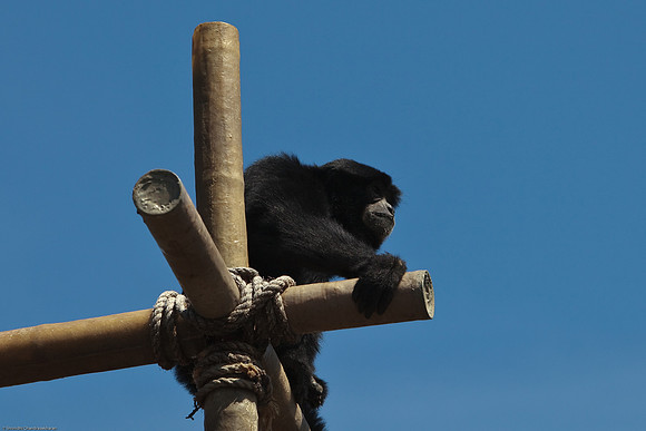 Mueller’s Gibbon