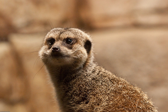 Meerkat