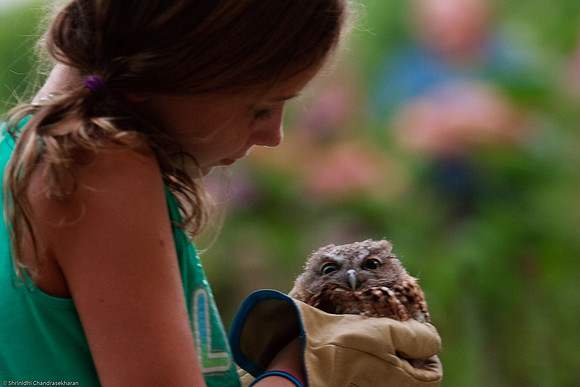 Eastern Screech Owl