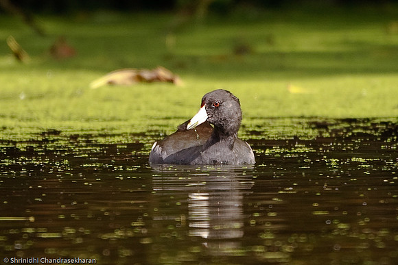 American Coot