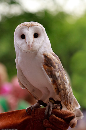 Common Barn Owl