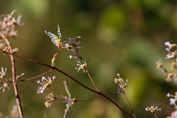 Butterflies at high noon