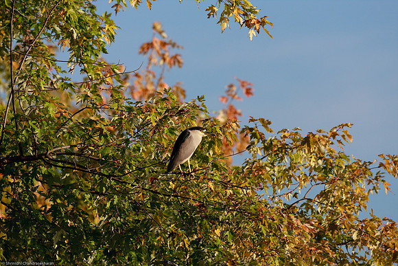 Black Crowned Night Heron