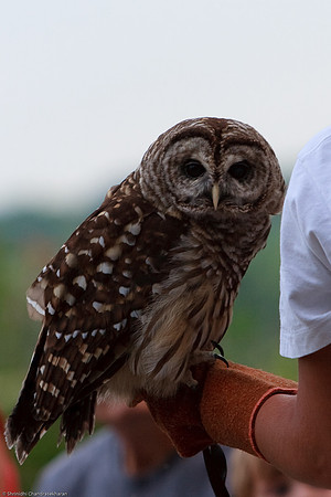 Barred Owl
