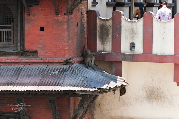 Monkeys @ ashupatinath Temple