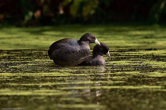 American Coot