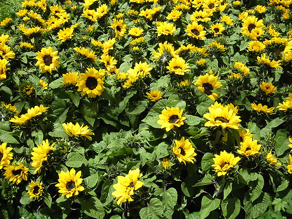 Bellagio