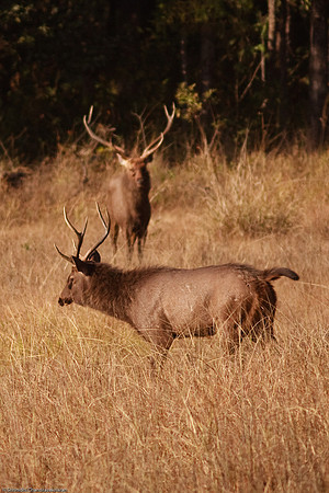 Barasingha (Hard ground swamp deer) - Endangered Species