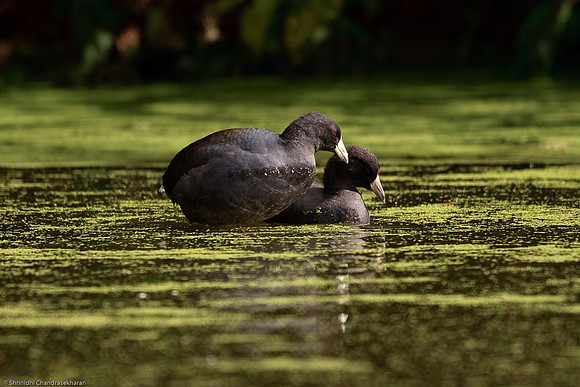 American Coot