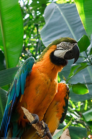 Blue and Gold Macaw