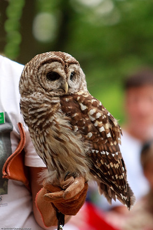Barred Owl