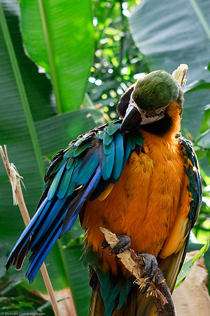 Blue and Gold Macaw