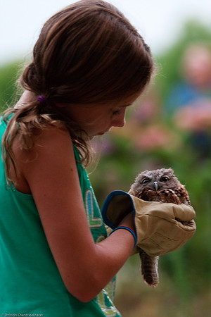 Eastern Screech Owl