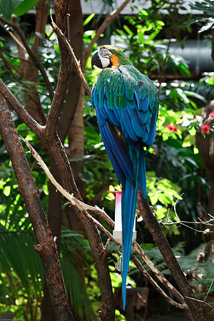 Blue and Gold Macaw