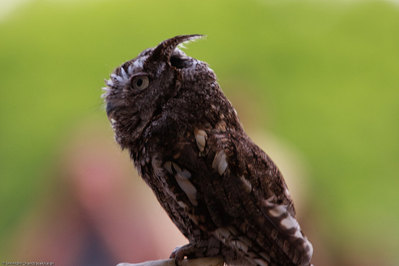 Eastern Screech Owl
