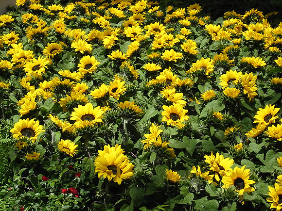 Bellagio