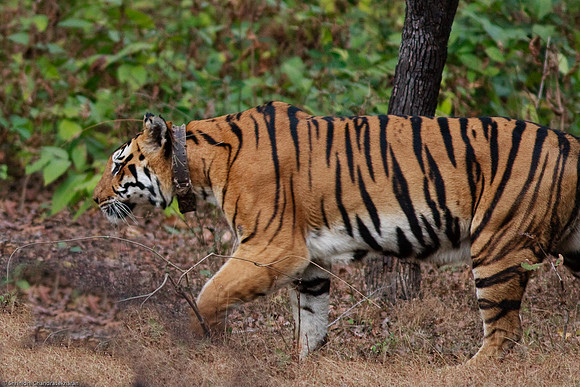 Royal Bengal Tiger