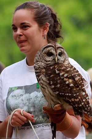 Barred Owl