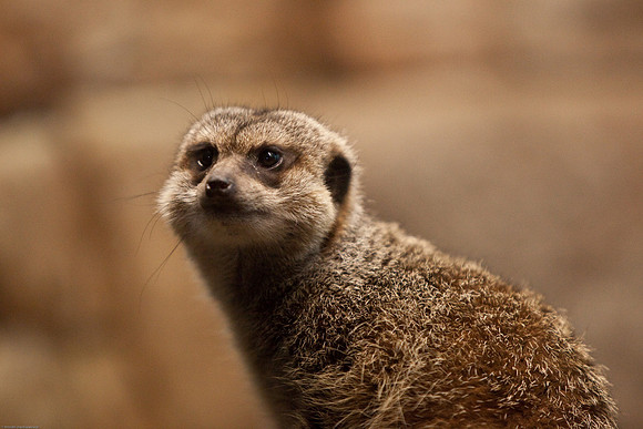 Meerkat