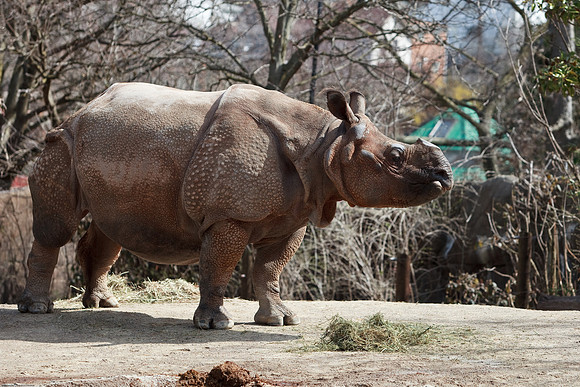 Indian Rhinoceros