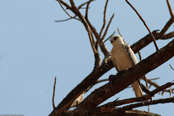 Black Winged Kite Lunch