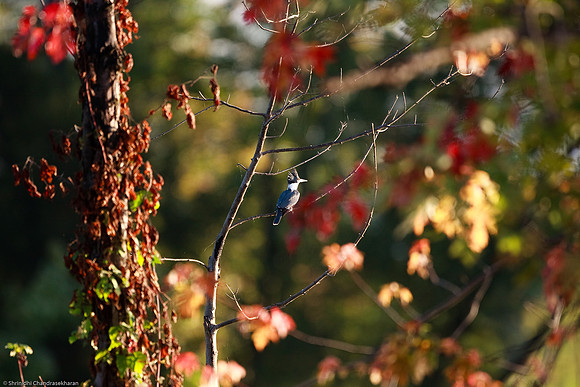 Belted Kingfisher
