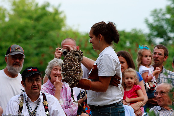 Barred Owl