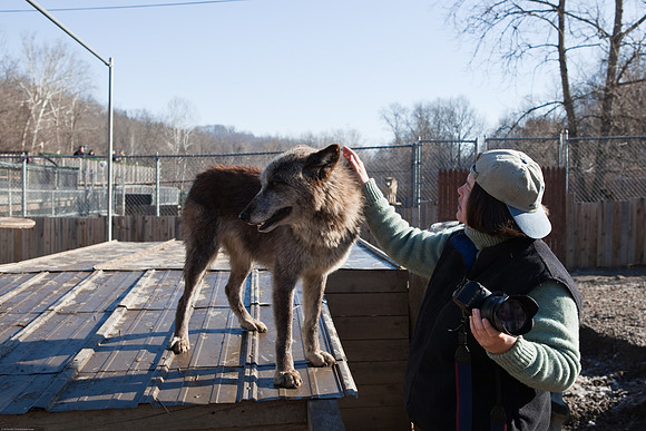 Cheryl with the wolves