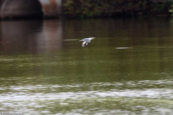 Belted Kingfisher