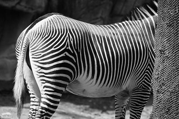Zebra