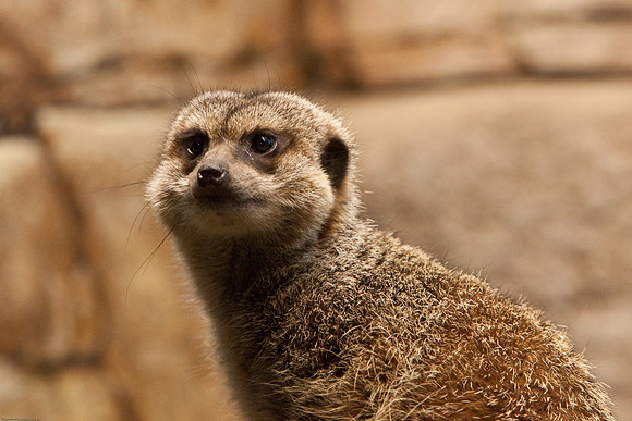 Meerkat