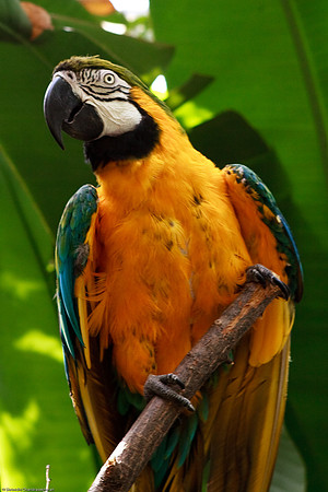 Blue and Gold Macaw