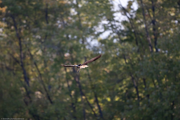 Double-crested Cormorant