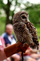 2009-07 Owl Release Program at C.J. Brown Reservoir, Springfield, Ohio, USA