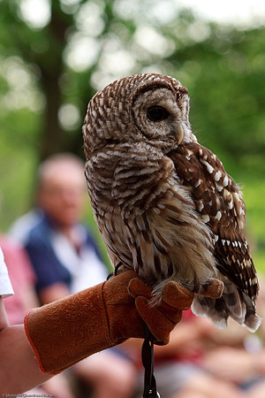 Barred Owl