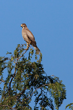 Steppe Eagle