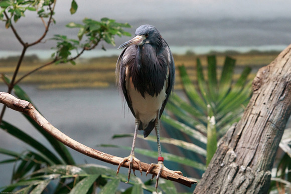 Tricolored Heron