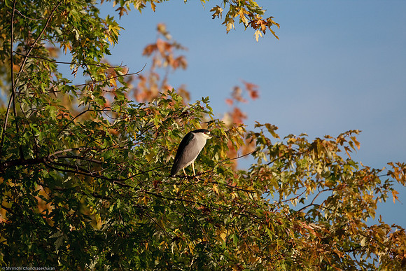 Black Crowned Night Heron